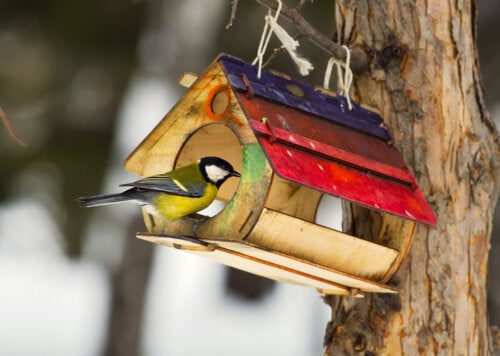 Mangiatoie per uccelli: vantaggi e come realizzarle in casa