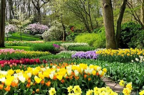 Piantate questi 8 bulbi nel vostro giardino per riempirlo di vita e colore.