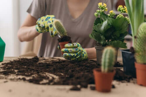 Come trapiantare un cactus per non danneggiare né lui né voi stessi: una guida passo a passo