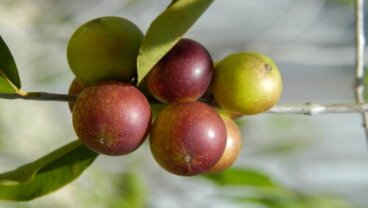 Camu camu: cos'è, benefici e come usarlo