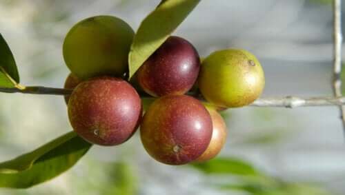 Camu camu: cos'è, i suoi benefici e come usarlo.