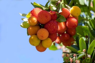 Il corbezzolo: valore nutrizionale, proprietà e benefici