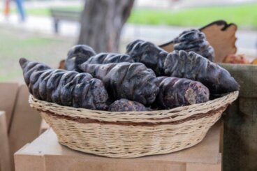 Mashua nero: composizione nutrizionale e potenziali benefici