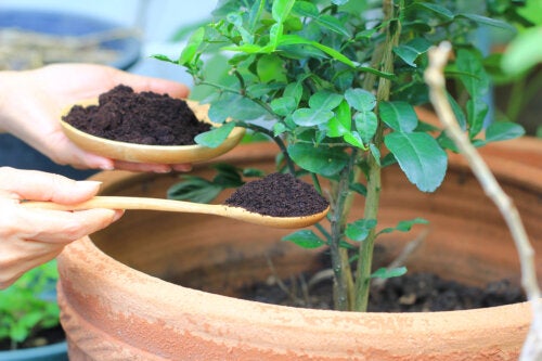Sostanze umiche: caratteristiche e benefici per le piante
