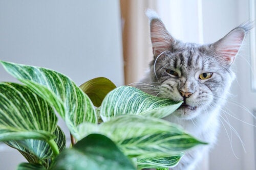 8 piante pericolose per cani e gatti, prendetevi cura dei vostri animali!