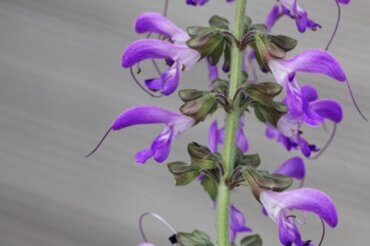Salvia rossa: caratteristiche, usi e benefici