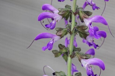 Salvia rossa: caratteristiche, usi e benefici