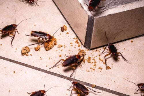 Gli scarafaggi rappresentano un pericolo per la salute?