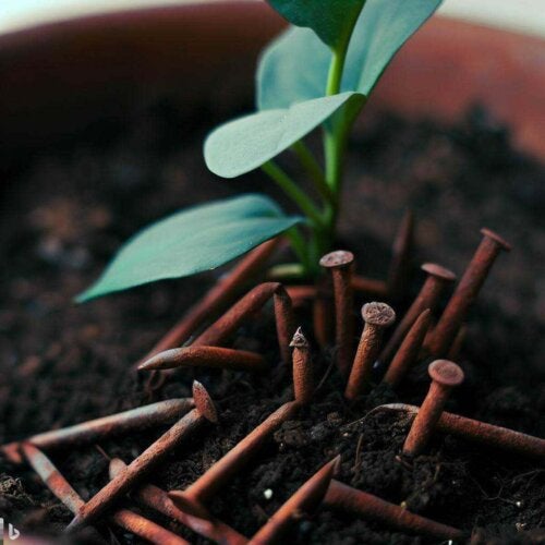 Come usare i chiodi arrugginiti per dare ferro alle piante  --- (Fonte immagine: https://viverepiusani.it/wp-content/uploads/2023/06/pianta-di-chiodi-arrugginiti-500x500-1.jpg?auto=webp&quality=60&width=1920&crop=16:9,smart,safe)
