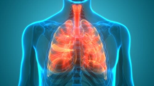 Microbioma polmonare: i polmoni sono sterili?