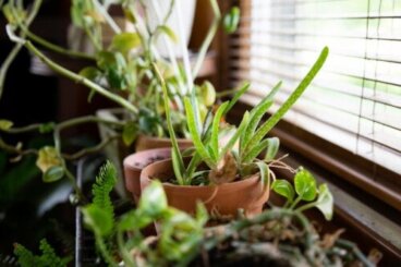 10 piante perfette per rinfrescare la casa nella stagione calda