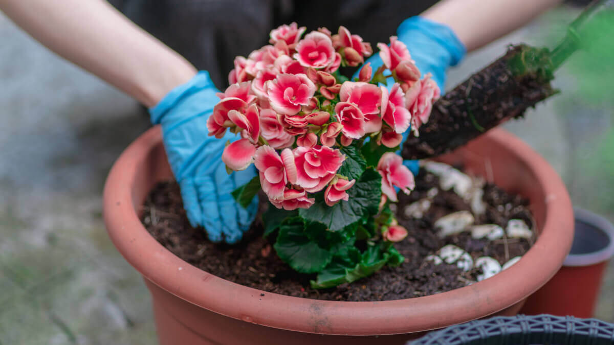 Come curare le begonie? Consigli e suggerimenti per la fioritura