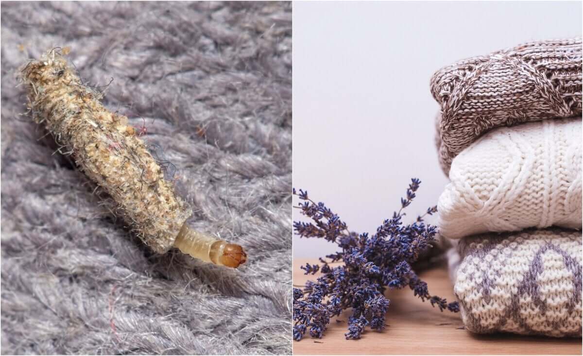 8 piante che agiscono come repellenti per le tarme