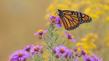 17 piante per attirare le farfalle in giardino
