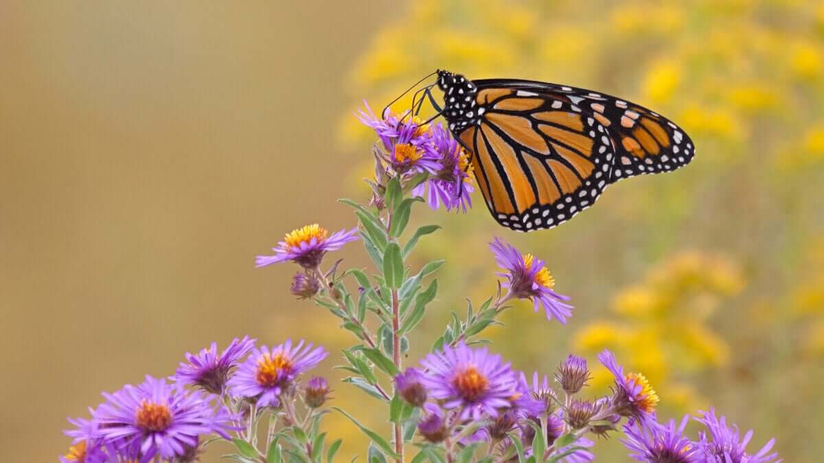 Conoscete le piante che attirano le farfalle nel vostro giardino.