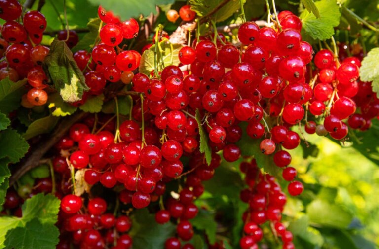 7 frutti ricchi di ferro da inserire nella dieta