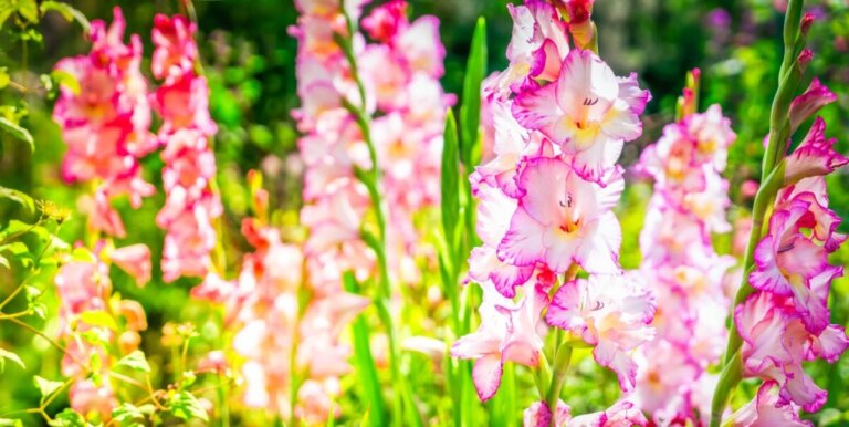 I 5 tipi di gladioli più belli del mondo.