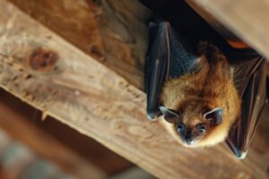 BeliceWeb.it - Come spaventare i pipistrelli? 9 metodi efficaci