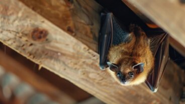 Come spaventare i pipistrelli? 9 metodi efficaci
