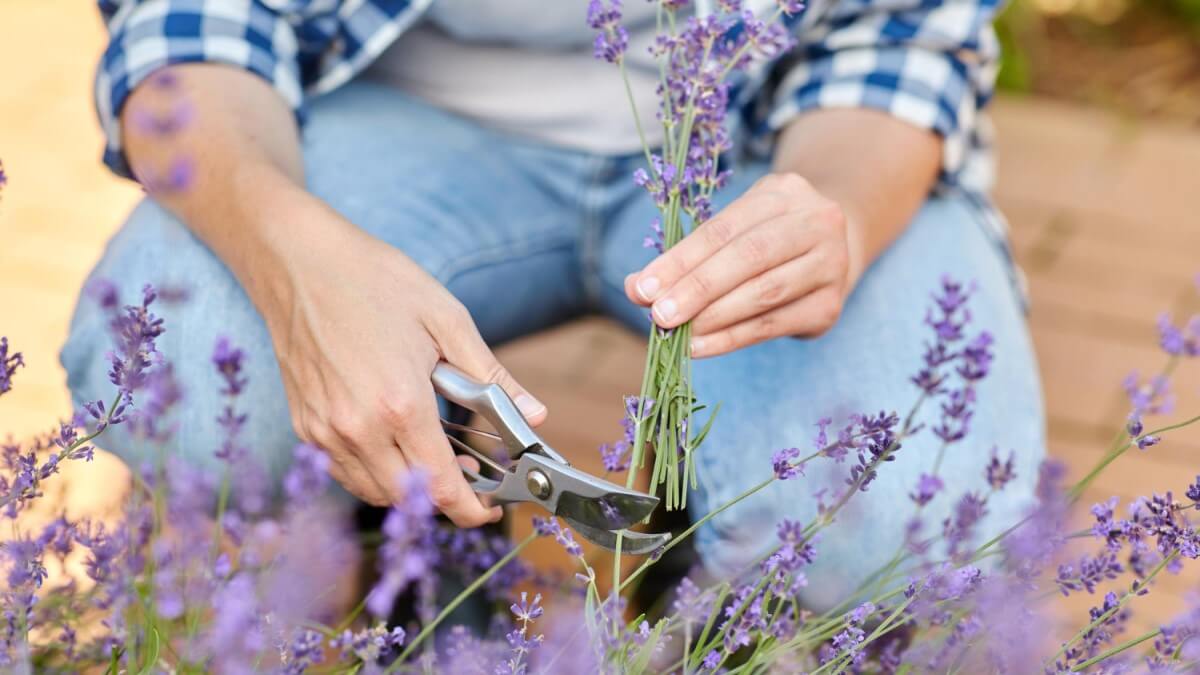 Guida alla corretta potatura della lavanda