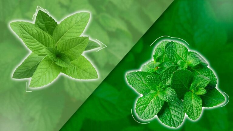 La principale differenza tra menta e menta piperita