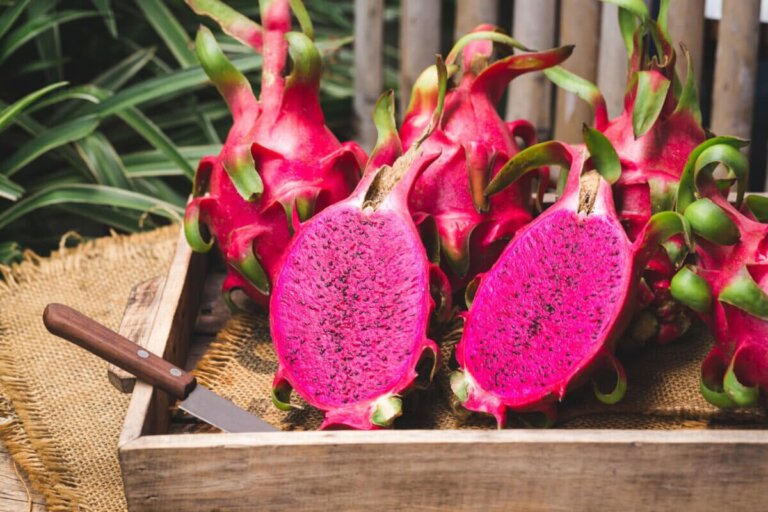 Come coltivare la pitaya in casa in modo semplice e raccogliere i frutti