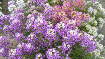 Cura della lobularia, una pianta elegante e dal profumo di miele