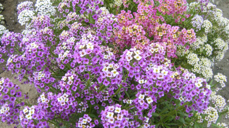 Cura della lobularia, una pianta elegante e dal profumo di miele