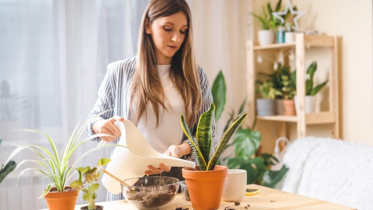 Le piante in casa non solo decorano, ma riducono anche lo stress