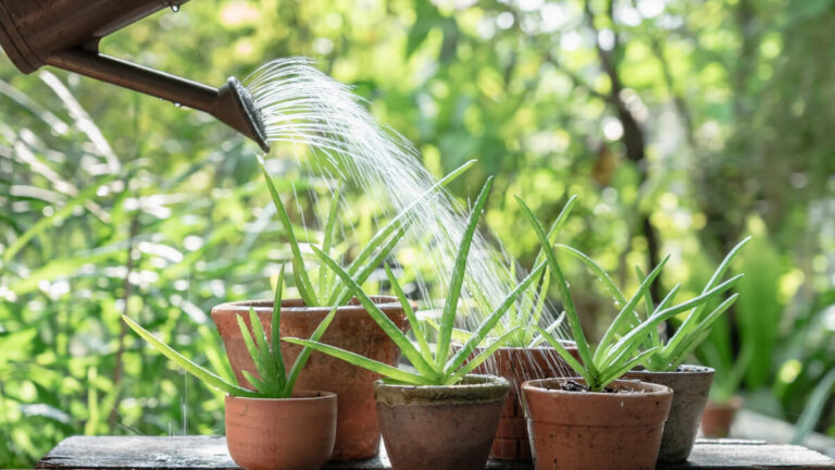 L'aloe vera ha le foglie molli: ecco come salvarla